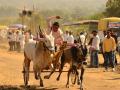 ...तर बंदी झुगारून बैलगाडा घाटात पळवू - Marathi News | bullock cart Race News | Latest pune News at Lokmat.com